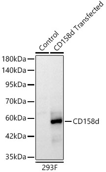 KIR2DL4 Antibody in Western Blot (WB)