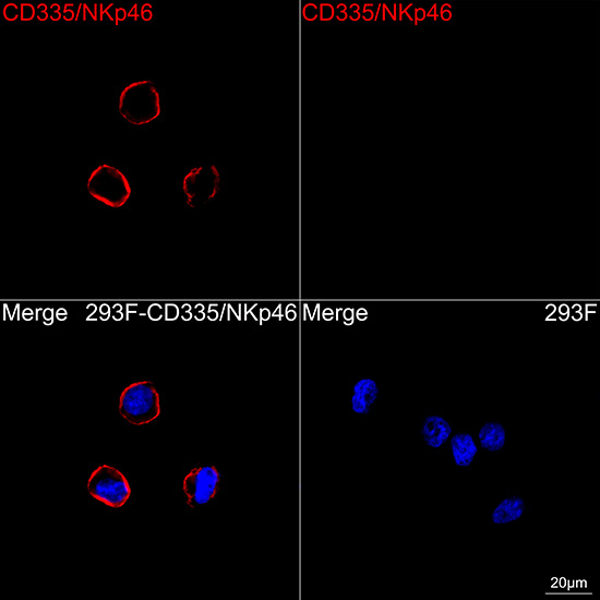 NKp46 Antibody in Immunocytochemistry (ICC/IF)