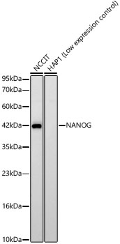 Nanog Antibody in Western Blot (WB)