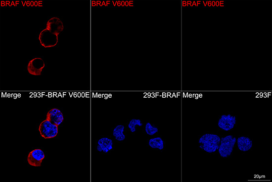 B-Raf (V600E) Antibody in Immunocytochemistry (ICC/IF)
