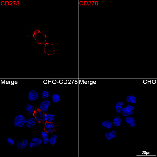 ICOS Antibody in Immunocytochemistry (ICC/IF)