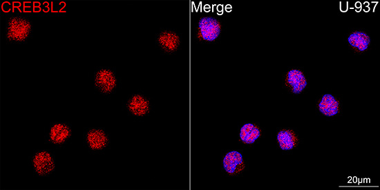 CREB3L2 Antibody in Immunocytochemistry (ICC/IF)