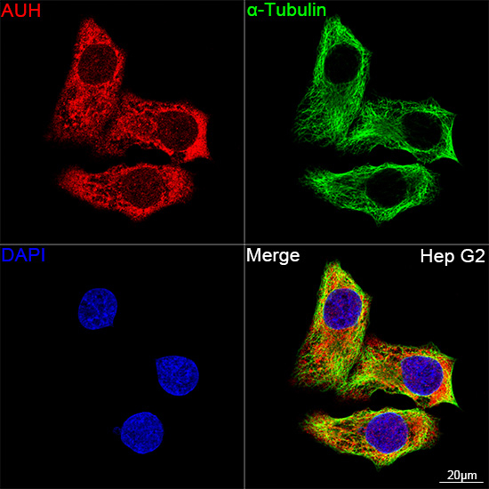 AUH Antibody in Immunocytochemistry (ICC/IF)
