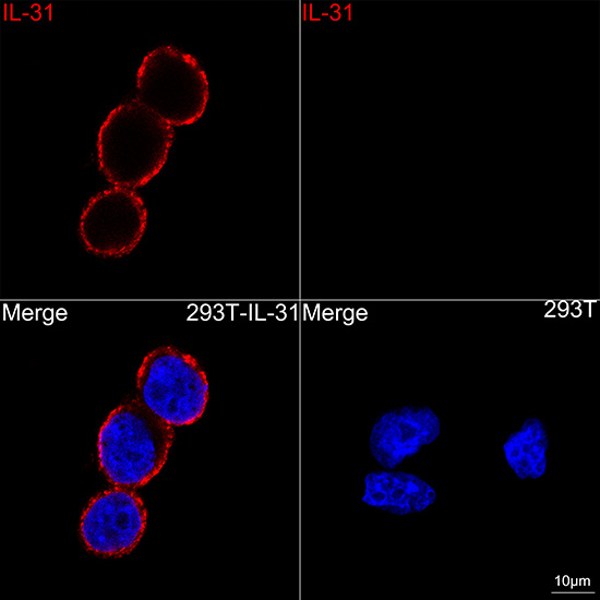 IL-31 Antibody in Immunocytochemistry (ICC/IF)