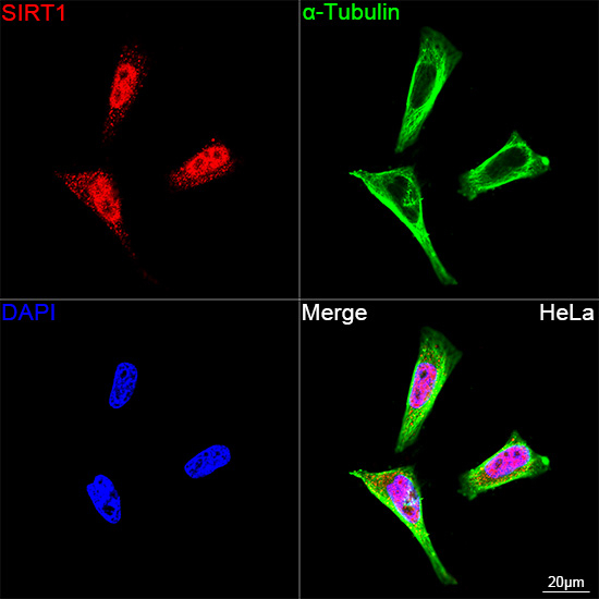 SIRT1 Antibody in Immunocytochemistry (ICC/IF)