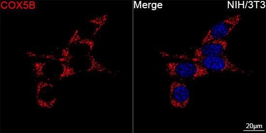 COX5B Antibody in Immunocytochemistry (ICC/IF)