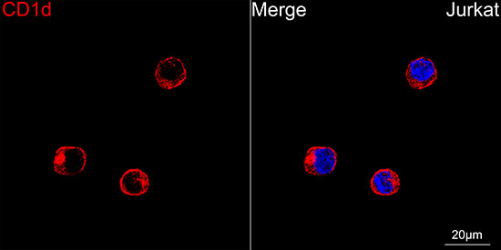 CD1d Antibody in Immunocytochemistry (ICC/IF)
