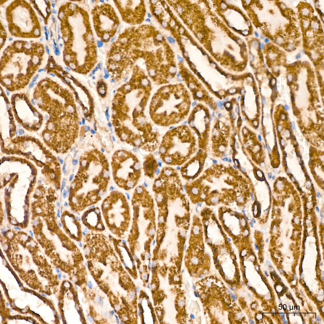 MTX2 Antibody in Immunohistochemistry (Paraffin) (IHC (P))