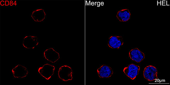 CD84 Antibody in Immunocytochemistry (ICC/IF)
