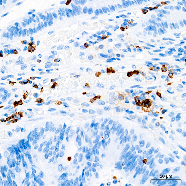 CD11b Antibody in Immunohistochemistry (Paraffin) (IHC (P))