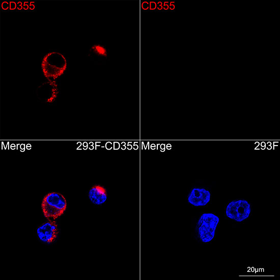 CD355 (CRTAM) Antibody in Immunocytochemistry (ICC/IF)