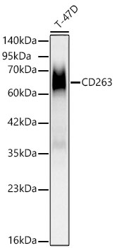 CD263 (TRAIL-R3) Antibody in Western Blot (WB)