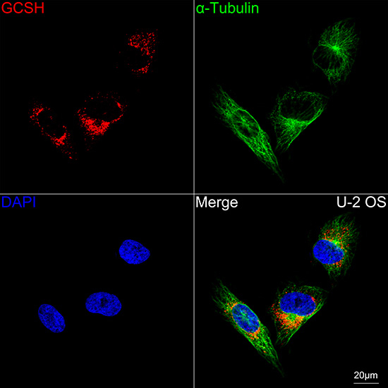 GCSH Antibody in Immunocytochemistry (ICC/IF)