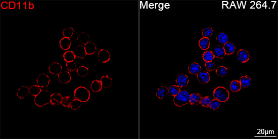 CD11b Antibody in Immunocytochemistry (ICC/IF)