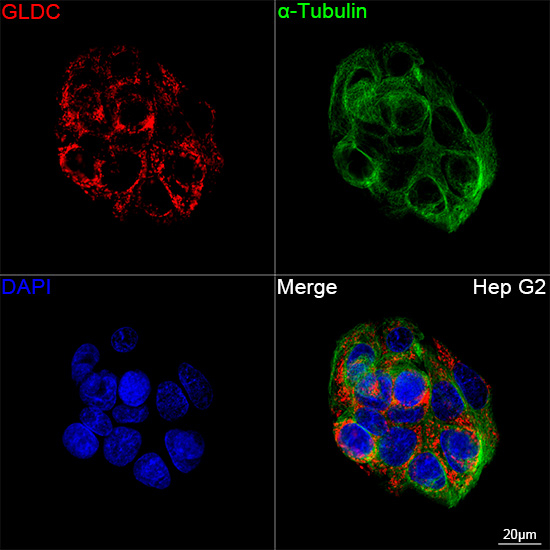 GLDC Antibody in Immunocytochemistry (ICC/IF)
