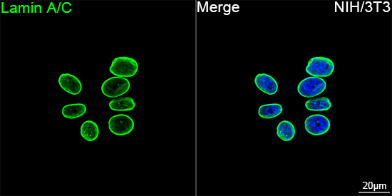 Lamin A/C Antibody in Immunocytochemistry (ICC/IF)
