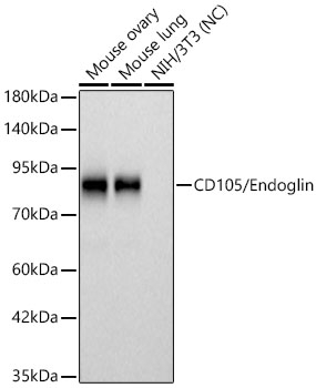 CD105 Antibody in Western Blot (WB)