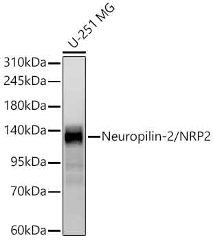 Neuropilin 2 Antibody in Western Blot (WB)