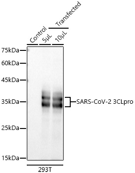 SARS 3CL Protease Antibody in Western Blot (WB)