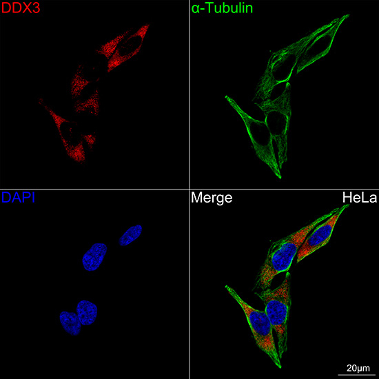 DDX3 Antibody in Immunocytochemistry (ICC/IF)