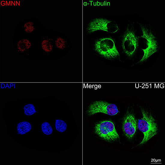 Geminin Antibody in Immunocytochemistry (ICC/IF)