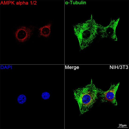 AMPK alpha-1,2 Antibody in Immunocytochemistry (ICC/IF)