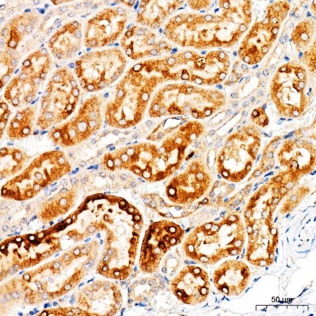 GLDC Antibody in Immunohistochemistry (Paraffin) (IHC (P))