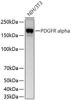 PDGFRA Antibody in Western Blot (WB)