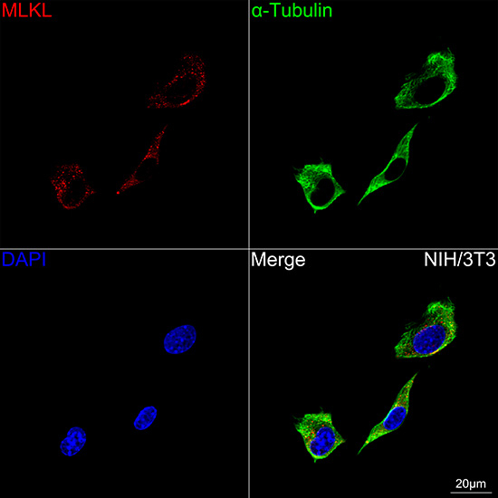 MLKL Antibody in Immunocytochemistry (ICC/IF)