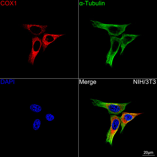 COX1 Antibody in Immunocytochemistry (ICC/IF)