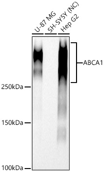 ABCA1 Antibody in Western Blot (WB)