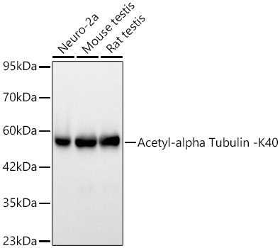 alpha Tubulin Antibody in Western Blot (WB)
