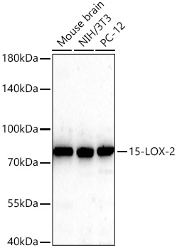 ALOX15B Antibody in Western Blot (WB)