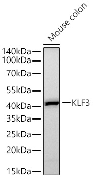 KLF3 Antibody in Western Blot (WB)