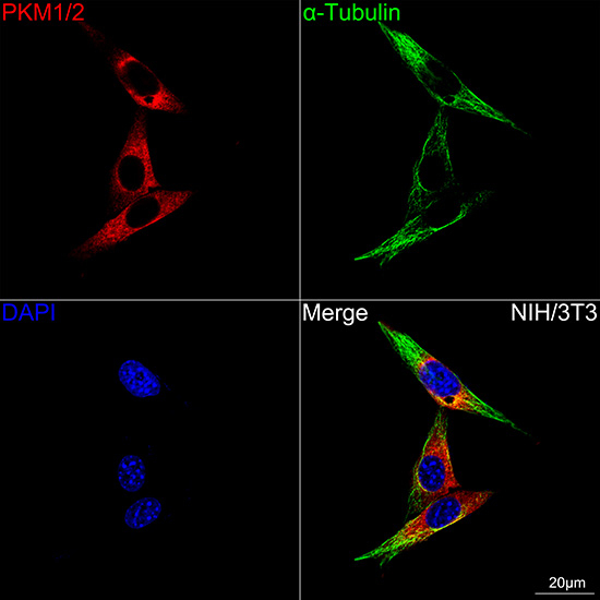 PKM1/PKM2 Antibody in Immunocytochemistry (ICC/IF)