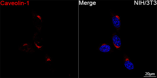 Caveolin 1 Antibody in Immunocytochemistry (ICC/IF)