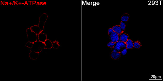Sodium Potassium ATPase Antibody in Immunocytochemistry (ICC/IF)