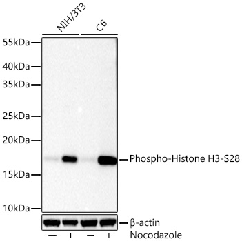 Phospho-Histone H3 (Ser28) Antibody in Western Blot (WB)