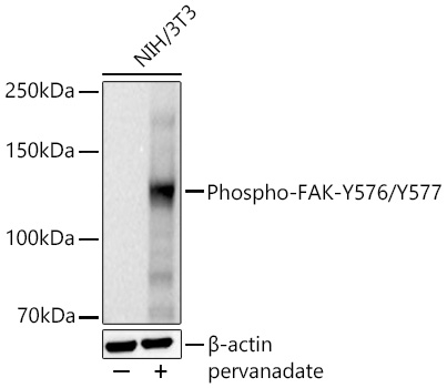Phospho-FAK (Tyr576, Tyr577) Antibody in Western Blot (WB)