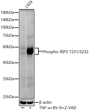 Phospho-RIP3 (Thr231, Ser232) Antibody in Western Blot (WB)