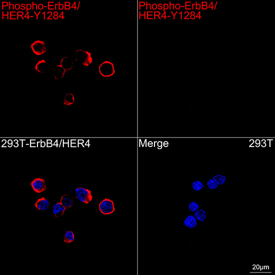 Phospho-ErbB4 (Tyr1284) Antibody in Immunocytochemistry (ICC/IF)