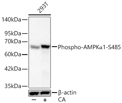 Phospho-AMPK alpha-1 (Ser485) Antibody in Western Blot (WB)