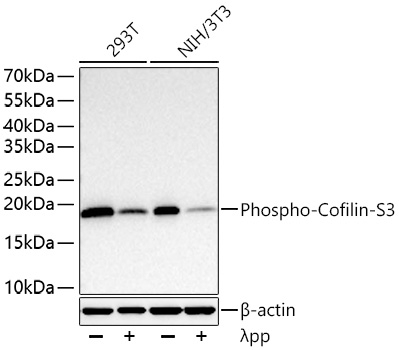 Phospho-Cofilin (Ser3) Antibody in Western Blot (WB)