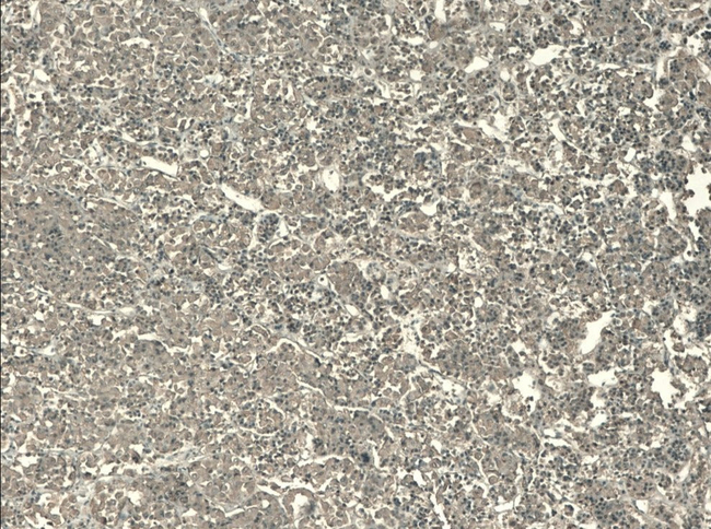 ACTH (N-terminal) Antibody in Immunohistochemistry (Paraffin) (IHC (P))