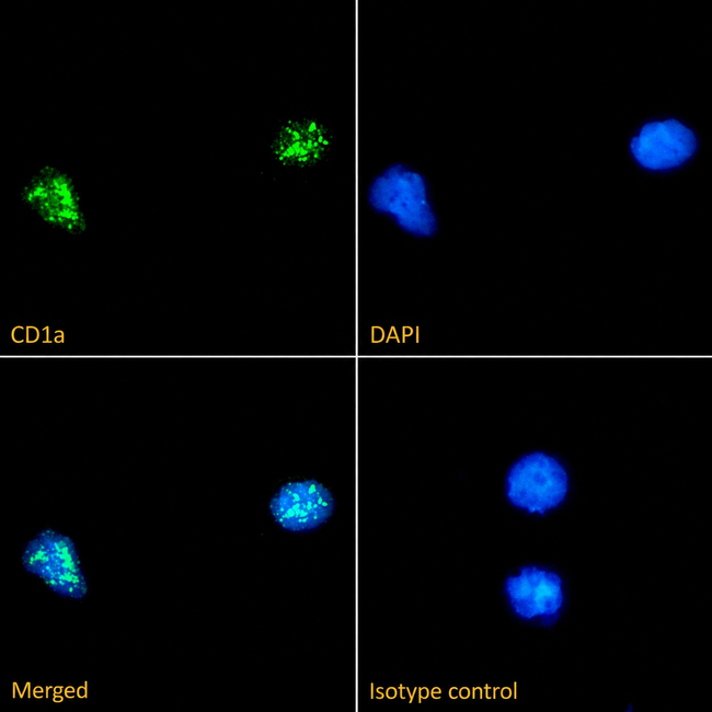 CD1a Antibody in Immunocytochemistry (ICC/IF)