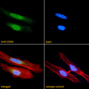 ICAM3 Antibody in Immunocytochemistry (ICC/IF)