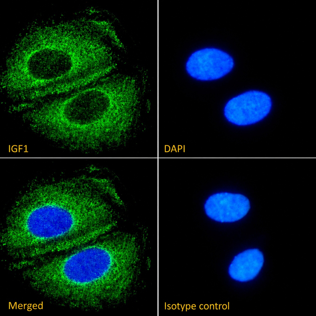 IGF1 Antibody in Immunocytochemistry (ICC/IF)