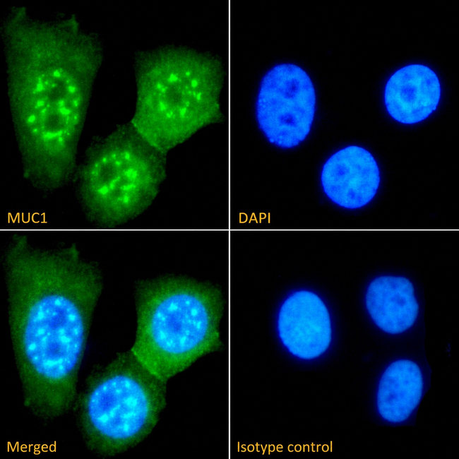 MUC1 Antibody in Immunocytochemistry (ICC/IF)