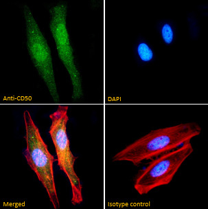 ICAM3 Antibody in Immunocytochemistry (ICC/IF)