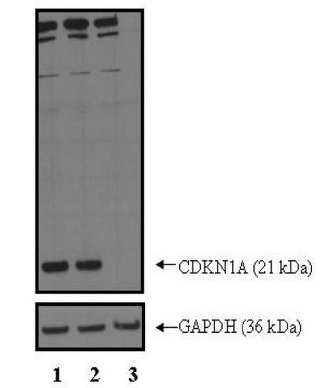 p21 Antibody in Western Blot (WB)